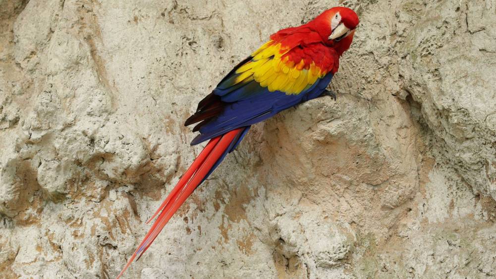 Bird Paradise wildlife in Singapore